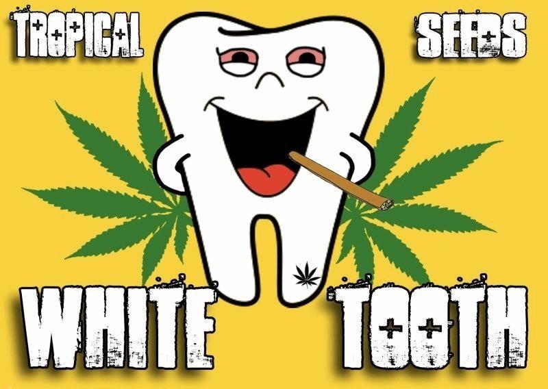 1840129208_whithetooth-tropicalseeds.JPG