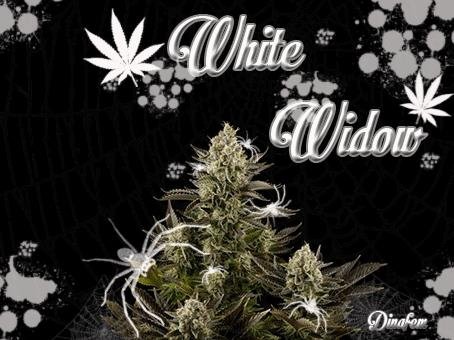 1845022580_whitewidowdinafem.JPG