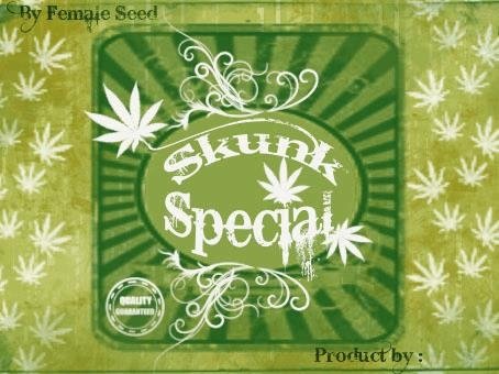 1864431092_skunkspecialefemaleseed.JPG