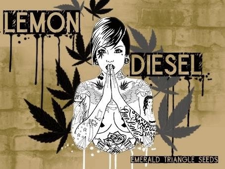1909785257_lemondieselemeraldtriangleseed.JPG