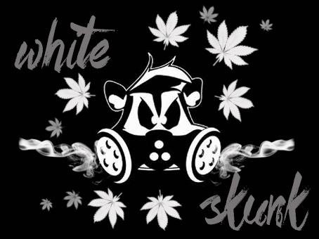1930786395_whiteskunk.JPG