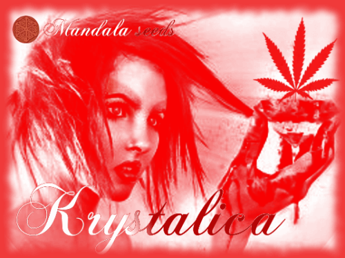 194086354_krystalicamandalaseeds.PNG