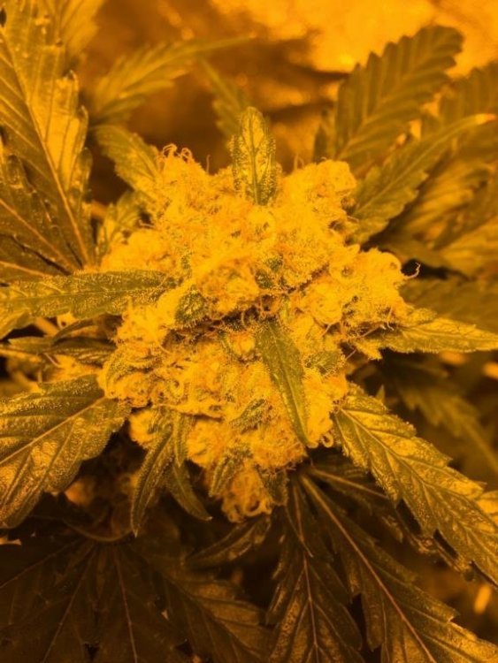 Orange Bud 2.jpg