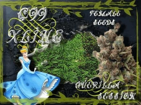 2011074463_c99xlinefemaleseeds.JPG