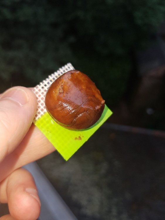 20180720_120044.thumb.jpg.221bcffa458996728e9597e88d5b08ac.jpg