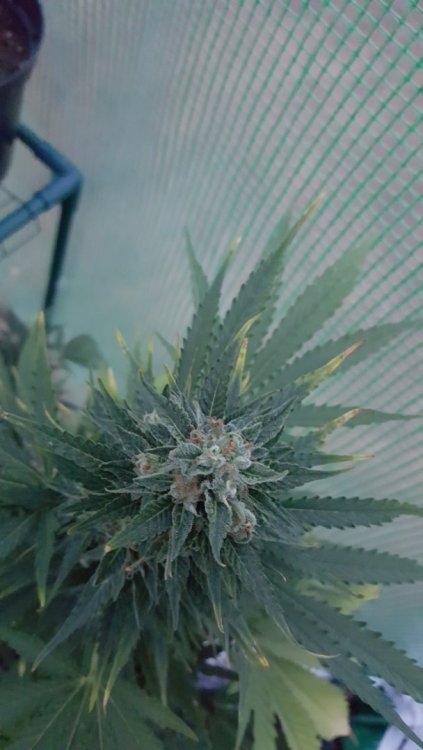 20180724_215511-2241x3984.jpg