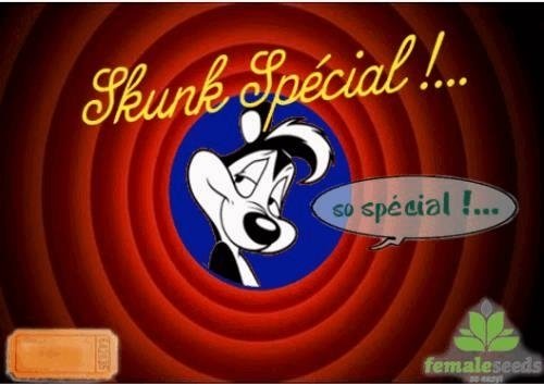 2030474875_skunkspecialfemaleseeds.JPG