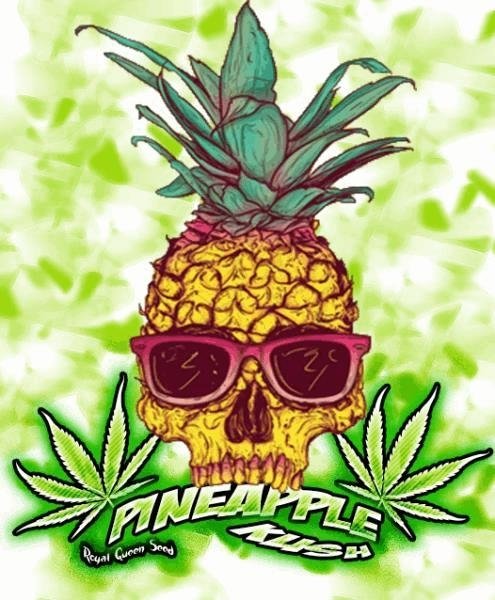 2031489373_pineapplekushrqs.JPG