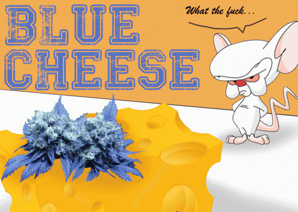 2044936382_bluecheese.GIF
