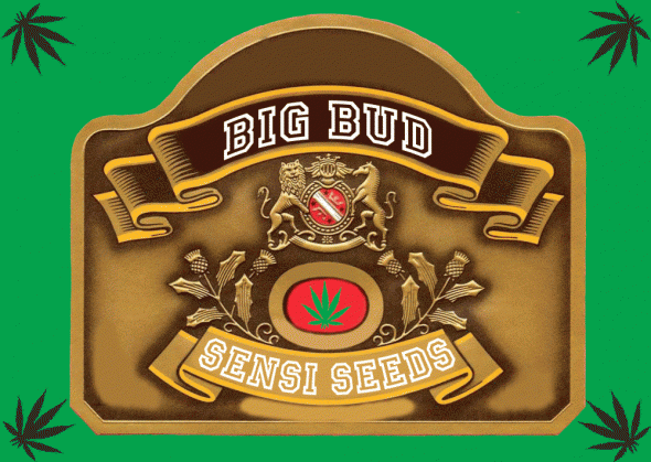 2075587966_bigbudsensiseeds.GIF