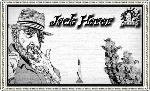 2129311868_jackherersensi-seeds.JPG