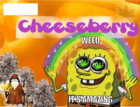 2147447828_chesseberrysannies.PNG