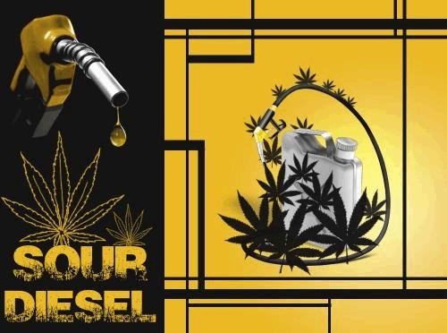 243275374_sourdiesel.JPG