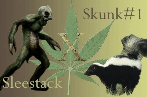 324330516_skunkxSleestack.JPG