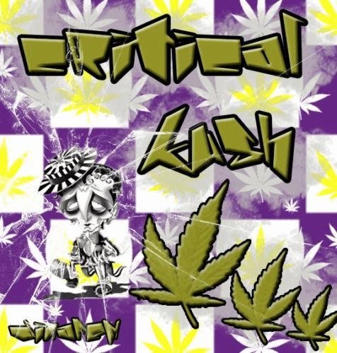 334795757_criticalkushdinafem.JPG