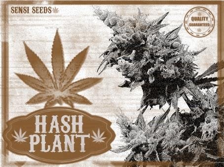 388318721_hashplantsensiseeds.JPG
