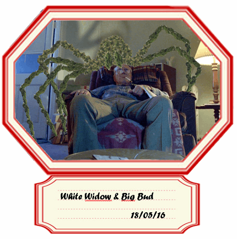 443514793_whitewidowxbigbud.PNG