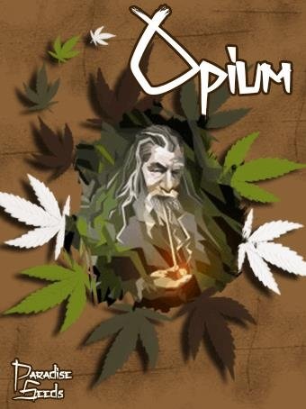 445248928_opiumparadiseseeds.JPG