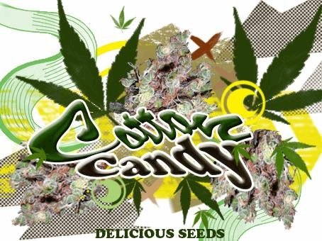45303649_cottoncandydeliciousseeds.JPG