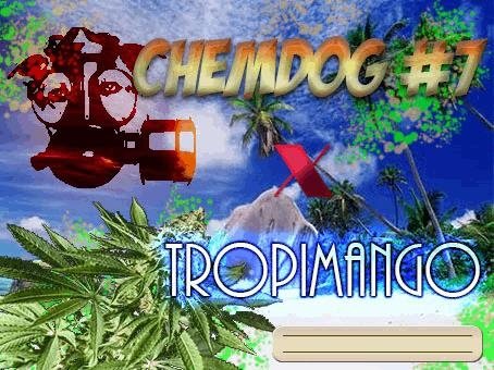 457172373_chemdog1xtropimango.JPG
