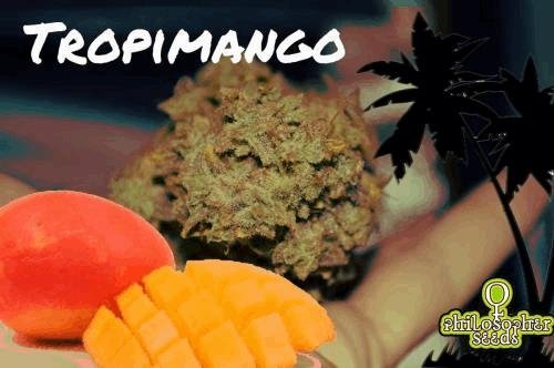 470353964_tropimangophilosopherseeds.JPG