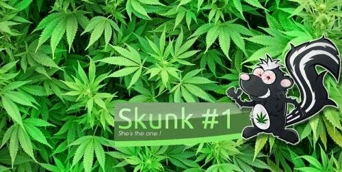 512547688_skunk1.JPG