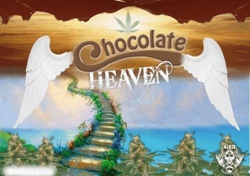 524670689_chocolateheaveng13labs.JPG