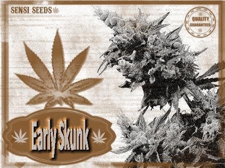 533774436_earlyskunksensiseeds2.JPG