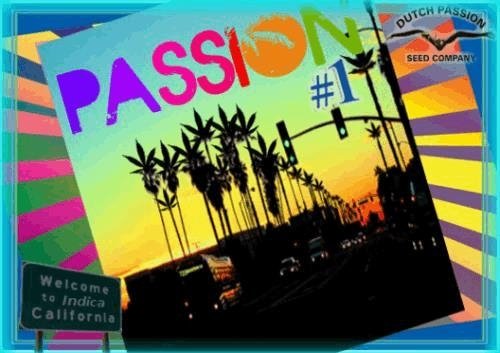 538382105_passion1.JPG