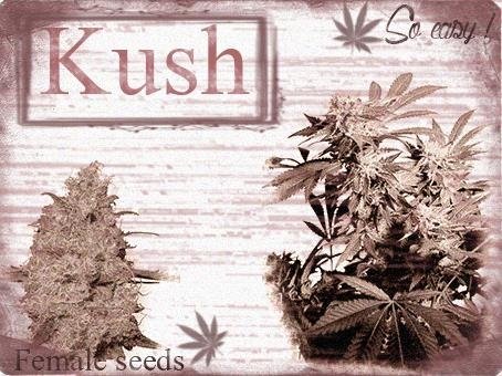 553687015_kushfemaleseeds.JPG
