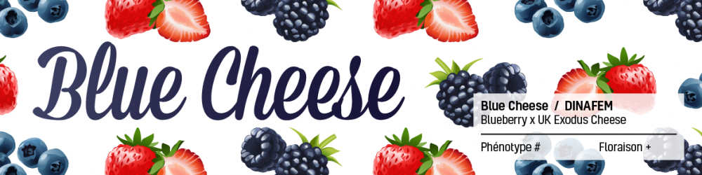 566287752_bluecheesedinafem.PNG