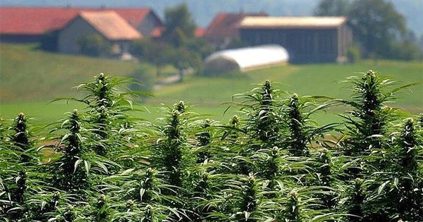Suisse - Le Conseil fédéral veut des essais pilotes sur le cannabis