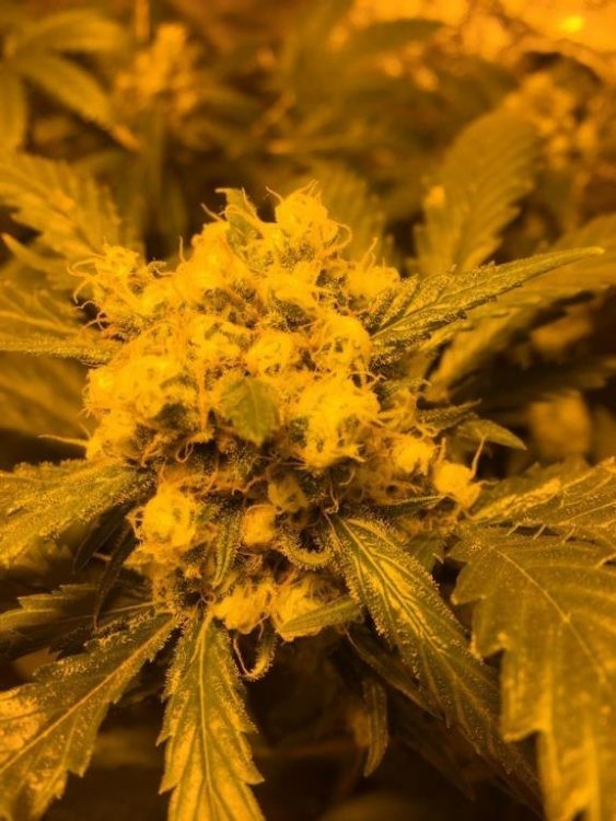 Orange Bud.jpg