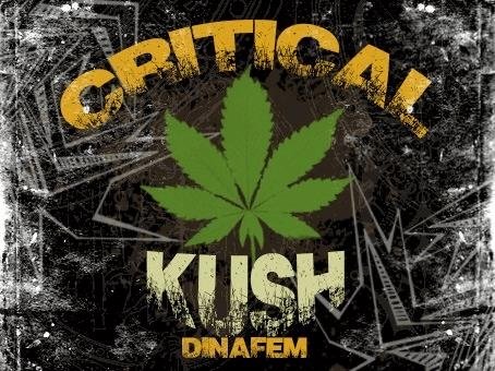 652599790_criticalkushdinafem2.JPG