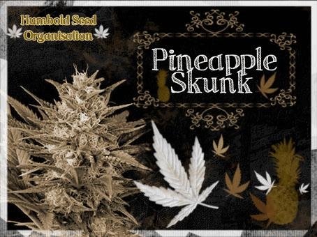667663203_pineappleskunkhumboltseeds.JPG