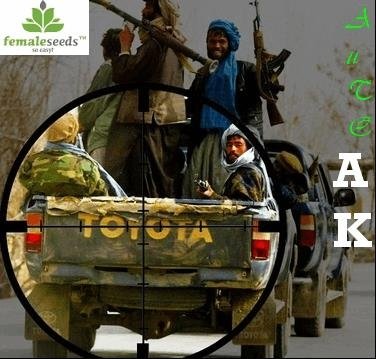 692364144_autoakfemaleseeds.JPG