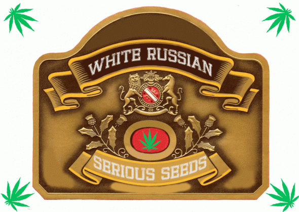 695354180_whiterussianseriousseeds.GIF