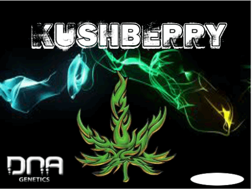 71365338_kushberrydnagenetics2.PNG