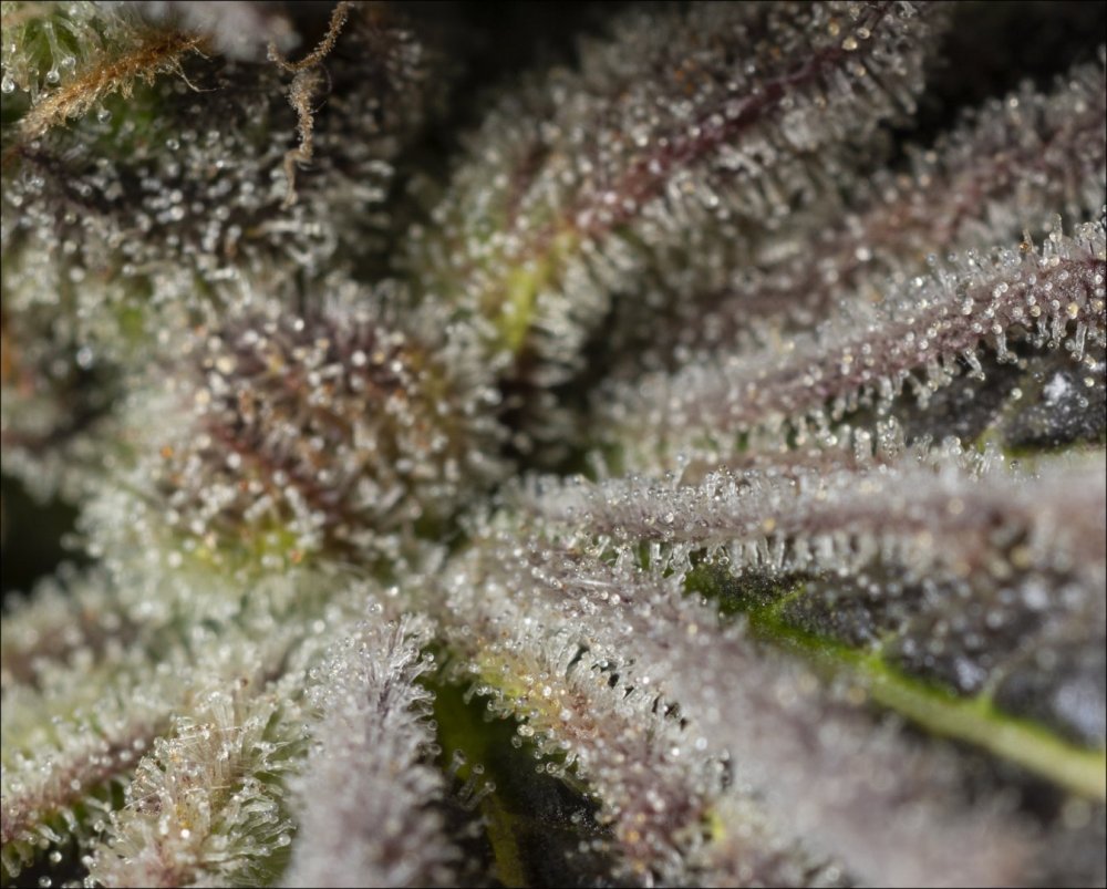st6 crop cw.jpg
