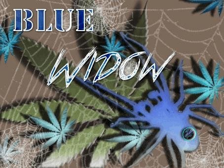 764677616_bluewidow.JPG