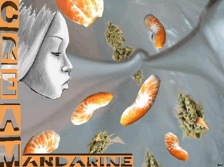 825930488_creammandarine.JPG