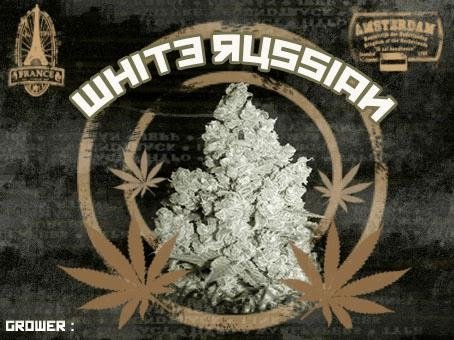 844116528_whiterussian.JPG