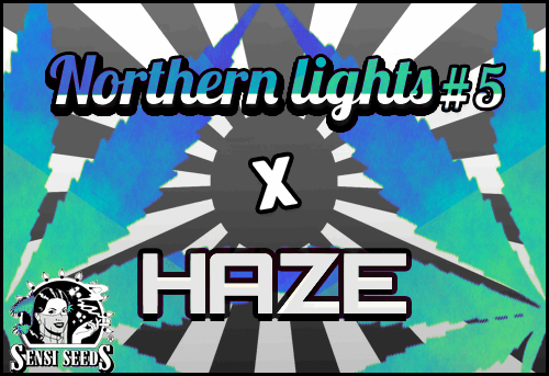 894162435_nothernlights5xhaze-sensi2.PNG