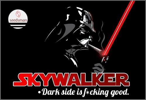 996472562_skywalkerseedman.JPG