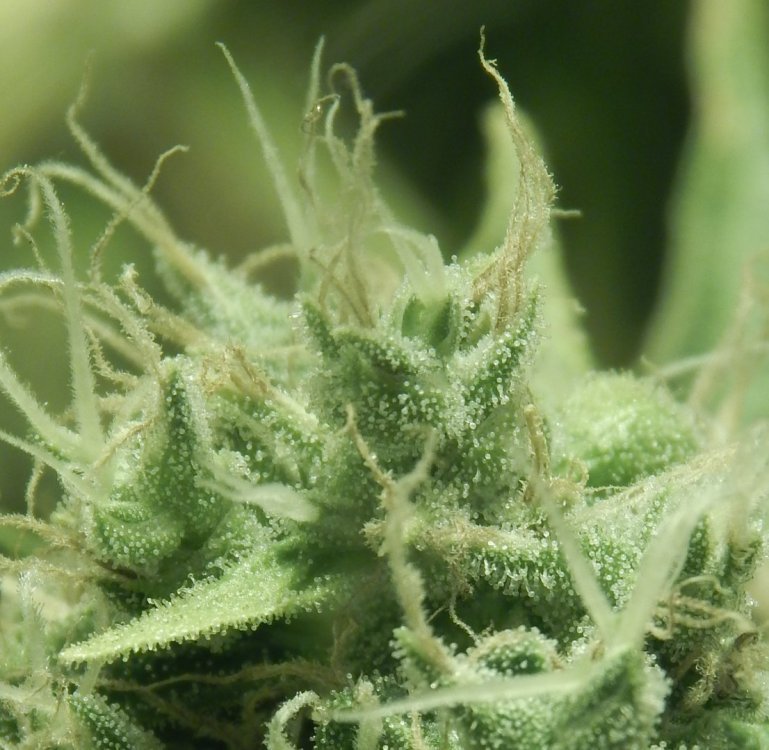 DSCN7359.JPG