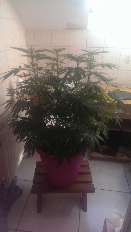 IMAG0386.jpg