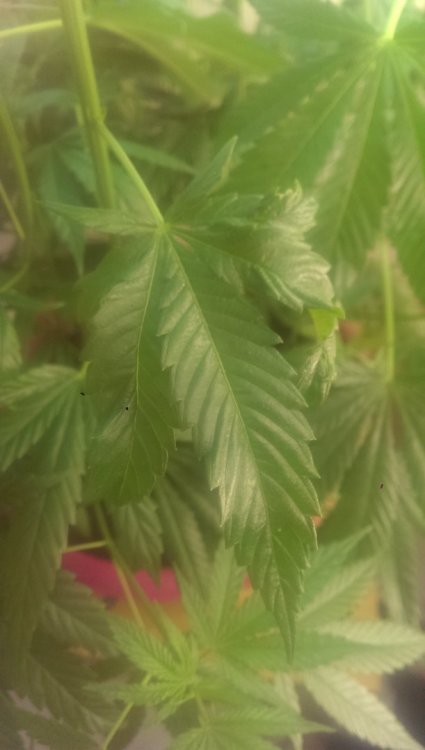IMAG0390.jpg