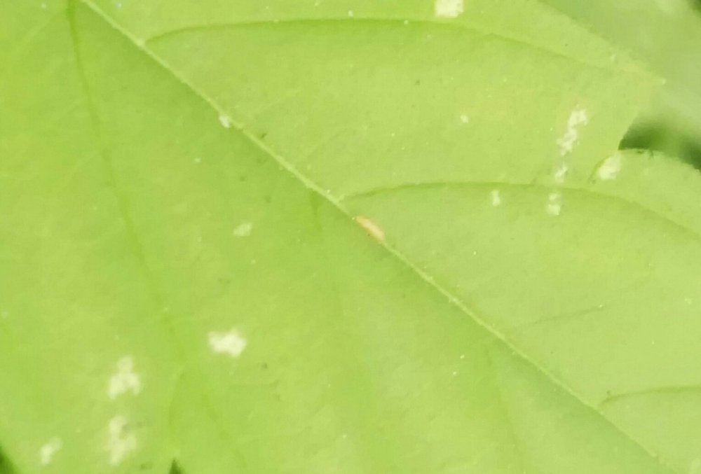 IMG_20180722_125014.jpg