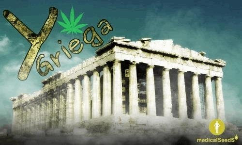 Ygriega-medicalseeds.JPG