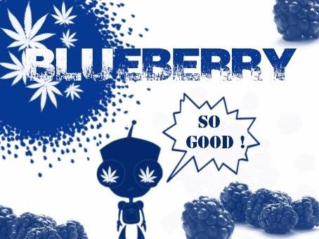 blueberry.JPG